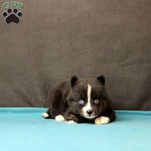 Sawyer, Pomsky Puppy